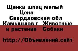 Щенки шпиц малый  › Цена ­ 15 000 - Свердловская обл., Камышлов г. Животные и растения » Собаки   